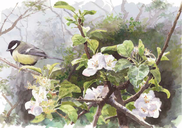 Brevkort - Talgoxe i blommande äppelträd